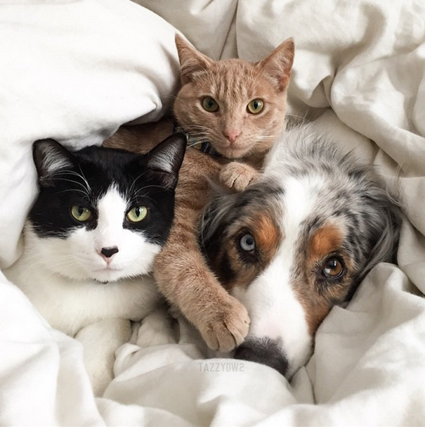 XX-Cats-And-Dogs-Getting-Along-__605