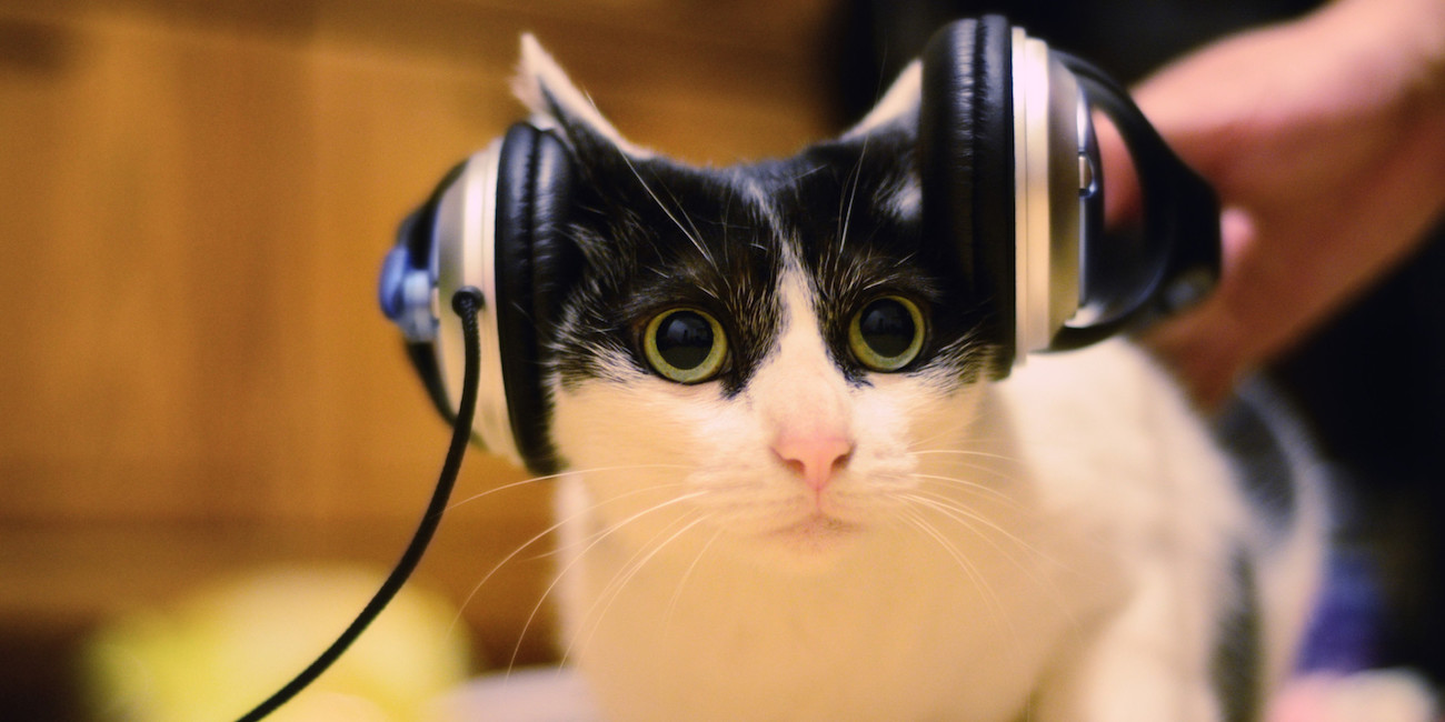 Γάτα που ακούει μουσική
